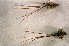 K14 - Ken's B&W LongTailed Wooly Booger - 2 for $5